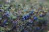 blueberries_2.jpg