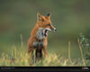fox-denali-alaska-644060-xl.jpg